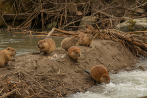 Castores constroem barragens