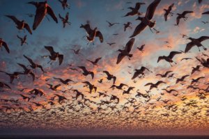 Migração dos pássaros